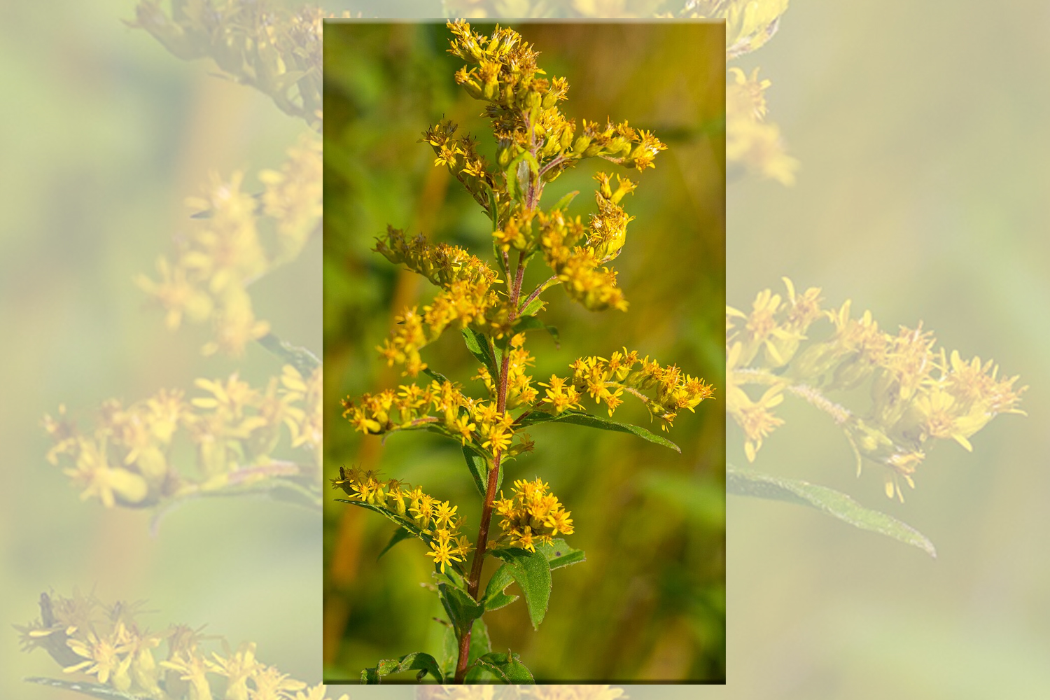 Solidago speciosa - Showy Goldenrod Native Plantings Long Island Landscaper SuffolkHydroseeding.com